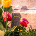 Tulips by the wall by joansmor