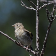13th May 2019 - Baby Goldfinch