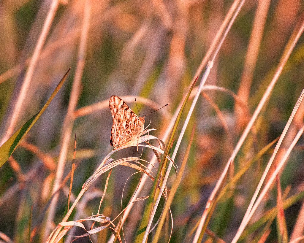 early spring butterfly by aecasey