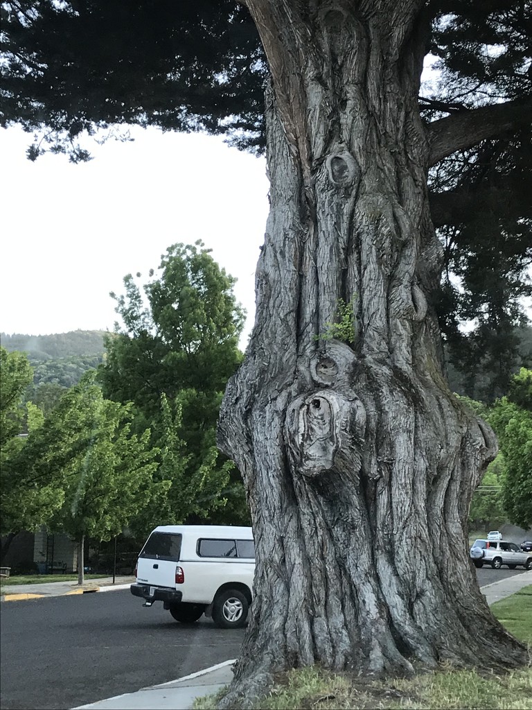 Massive tree by pandorasecho