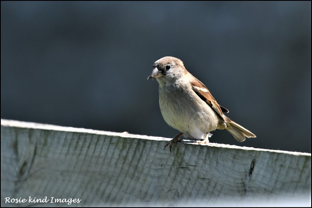 A sweet little house sparrow by rosiekind