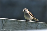 13th May 2019 - A sweet little house sparrow
