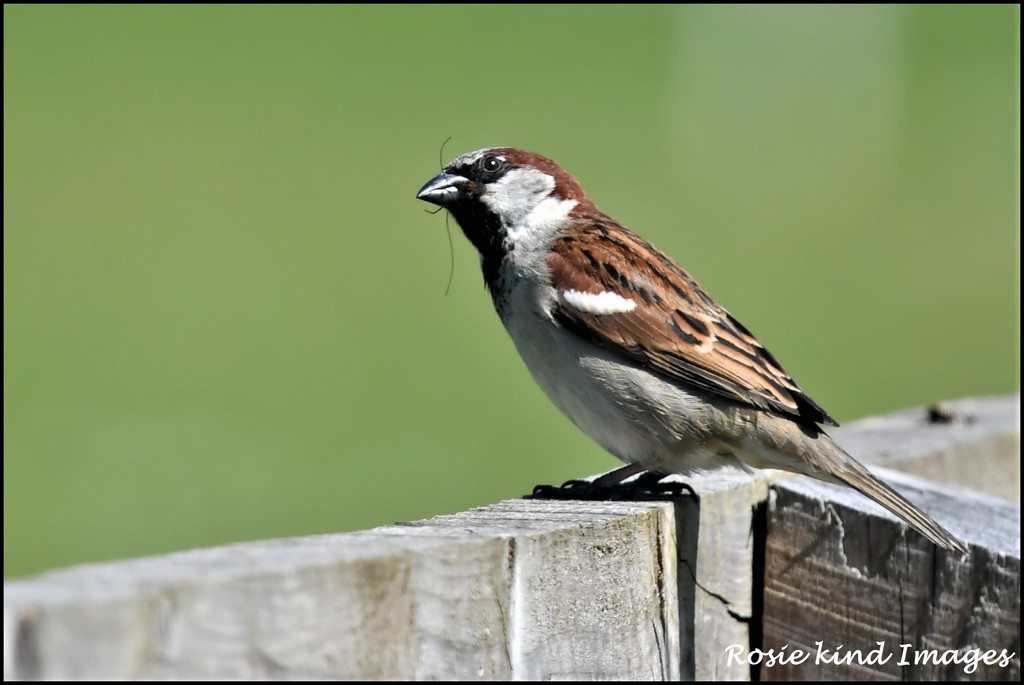 And here's Mr House Sparrow by rosiekind