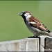 And here's Mr House Sparrow by rosiekind
