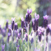 lavender by callymazoo