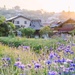 Cornflowers in Japan by happypat