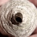 Mini wasps nest by thedarkroom
