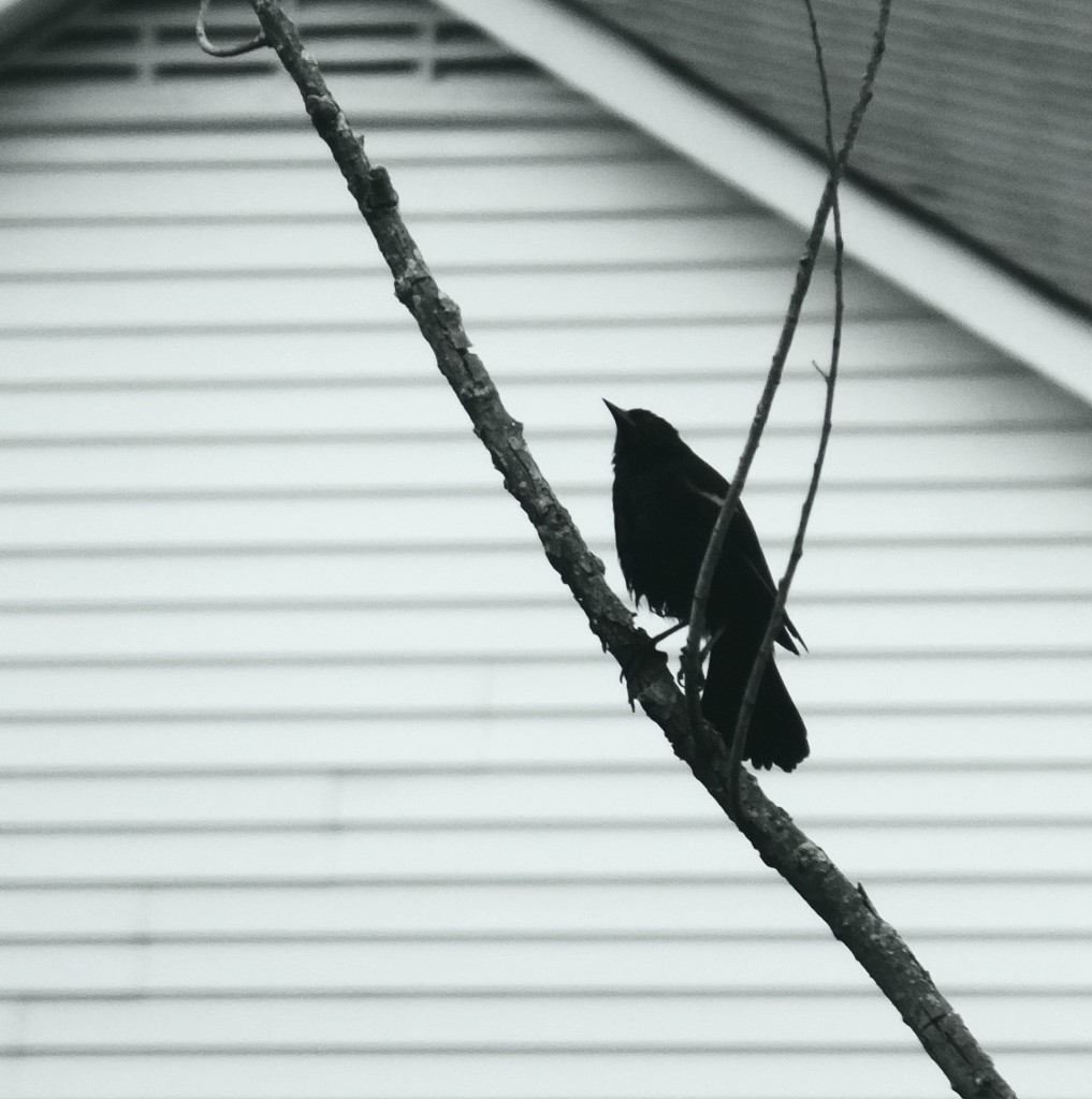 Bird And Branch by linnypinny