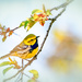 pretty little bird in parker river wildlife refuge by jernst1779