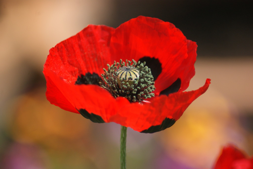 Ladybird poppy by 365projectmaxine