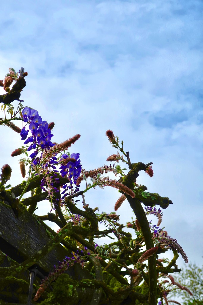 Annie’s wisteria vine arbor  by louannwarren
