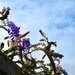 Annie’s wisteria vine arbor  by louannwarren