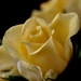 Yellow Rose by carole_sandford