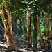 Sunlight On The Tree Trunks ~   by happysnaps