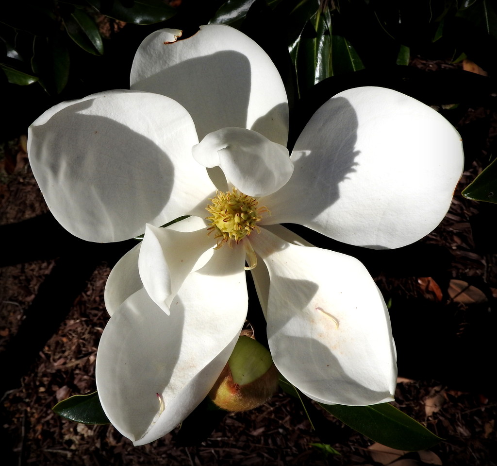 Magnolia in sunlight by homeschoolmom