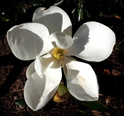 8th May 2019 - Magnolia in sunlight