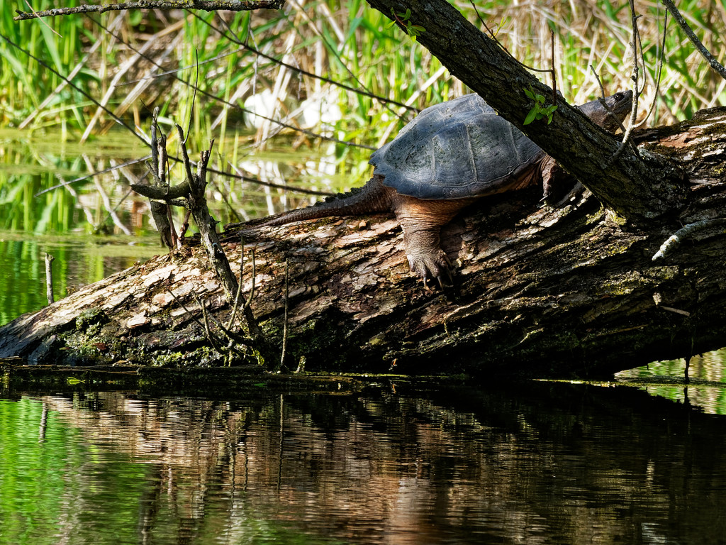 snapping turtle on a log by rminer