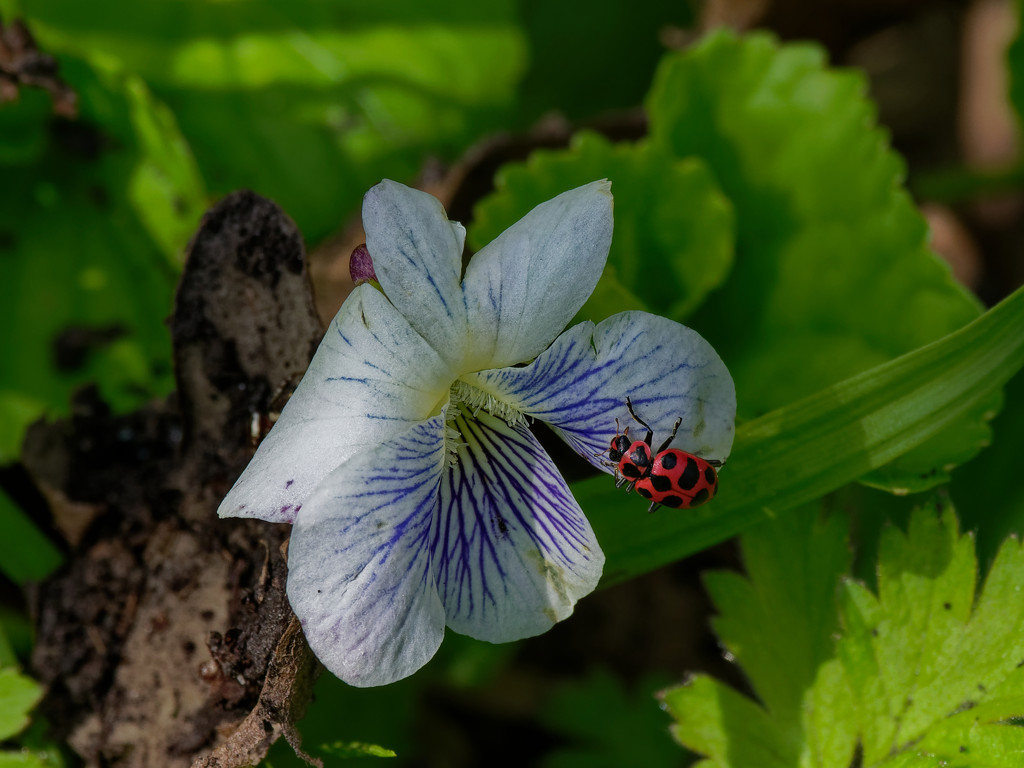 White Violet with Spotted Lady Beetle by rminer