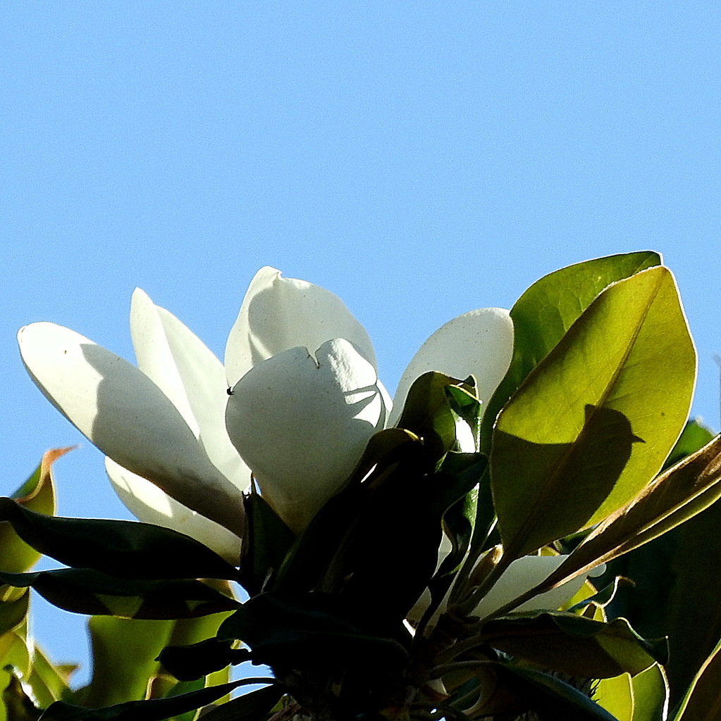 Half magnolia tree, half blue sky by homeschoolmom