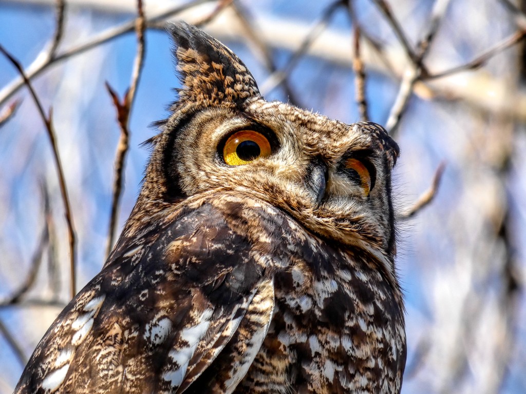 Spotted Eagle Owl up close, by ludwigsdiana