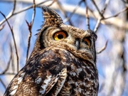 14th May 2019 - Spotted Eagle Owl up close,