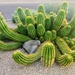 Cactus by harbie