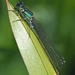 Blue-tailed Damselfly by philhendry