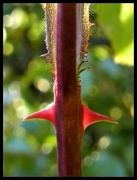 13th May 2019 - rose thorn