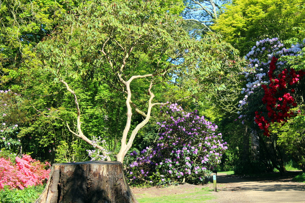 Sheringham Park in bloom by jeff