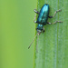 Leaf Beetle by philhendry