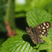 Speckled Wood by philhendry