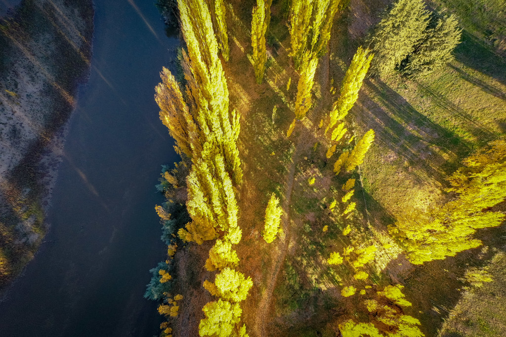 Poplars from above by pusspup
