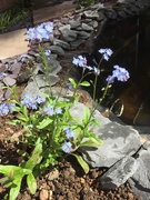 4th May 2019 - Forget-me-not