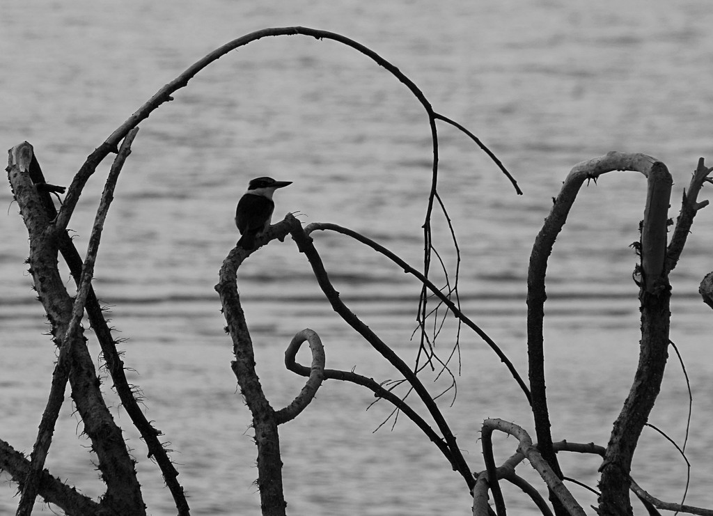 Kingfisher in the frame  by kiwinanna