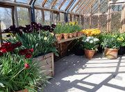 3rd May 2019 - 3rd May tulips at Harlow Carr