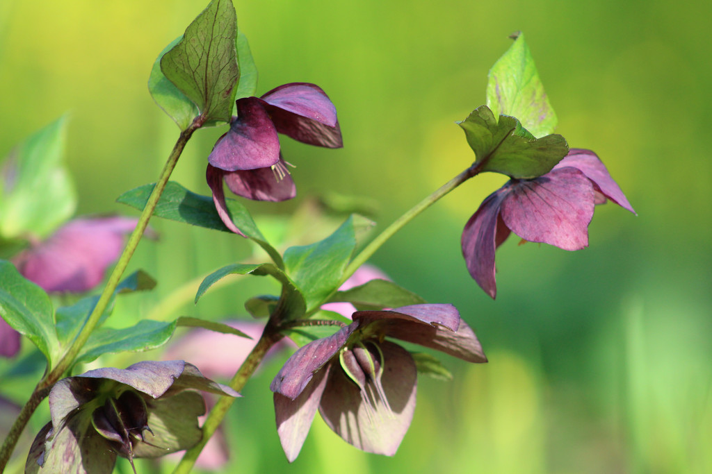 9th May hellebores by valpetersen