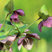 9th May hellebores by valpetersen