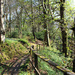 10th May craigieburn woodland by valpetersen