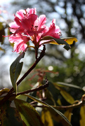 11th May 2019 - 11th May rhododendron