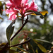 11th May rhododendron by valpetersen