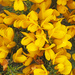 Gorse by philhendry