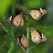  Monarch Butterflies  by judithdeacon