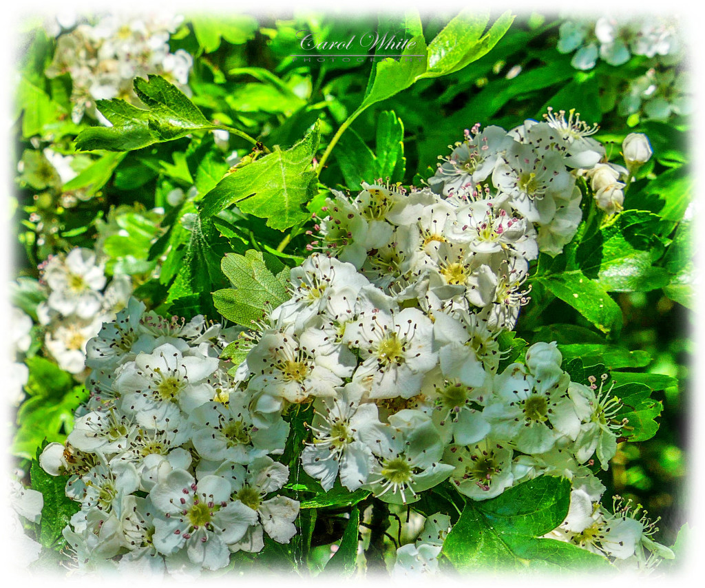 Hawthorn Blossom by carolmw