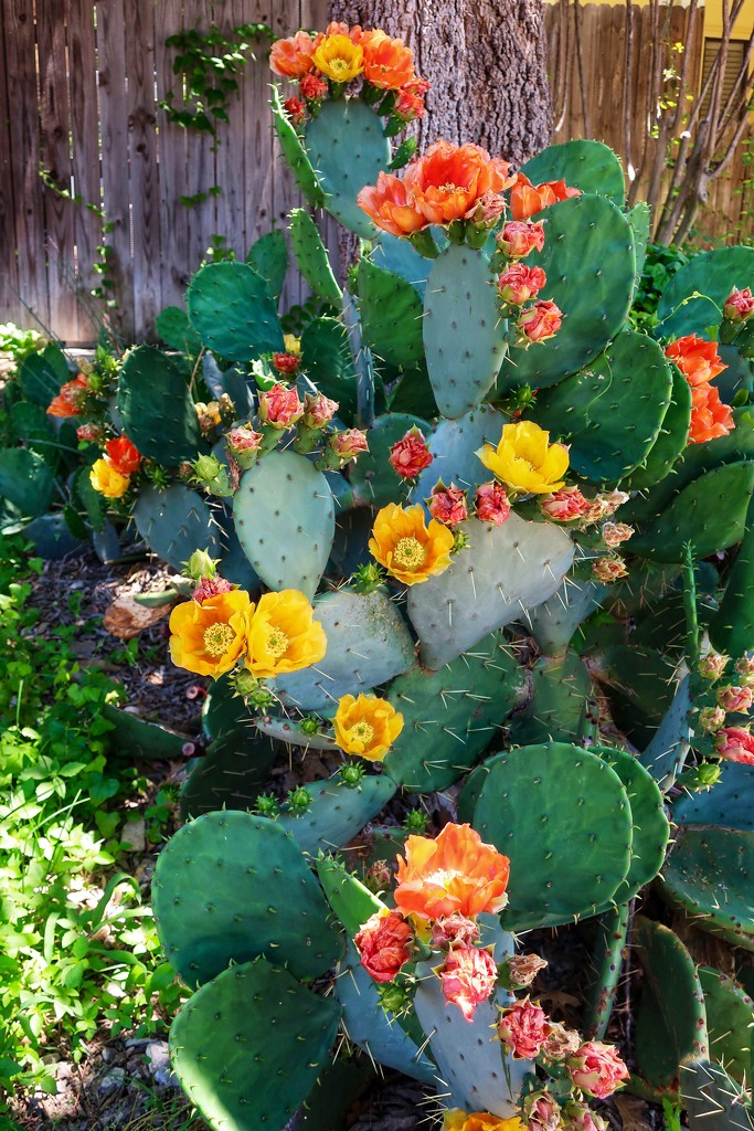 Lori’s Prickly Pear Cactus by louannwarren