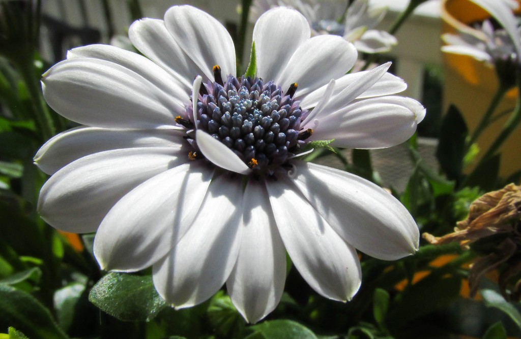 White flower by mittens