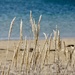 At The Beach.._DSC0775 by merrelyn