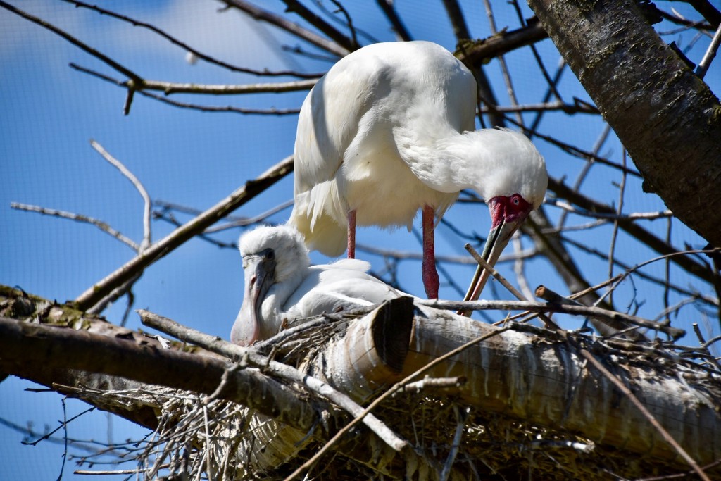Spoonbill and Chick by gillian1912