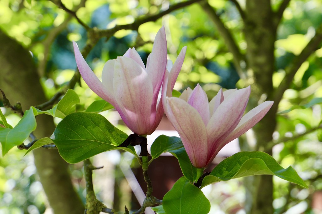 Magnolia by carole_sandford