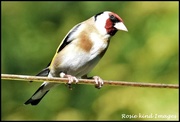 14th May 2019 - Goldfinch