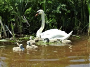 14th May 2019 - Swan and Cute Fluffy Cygnets